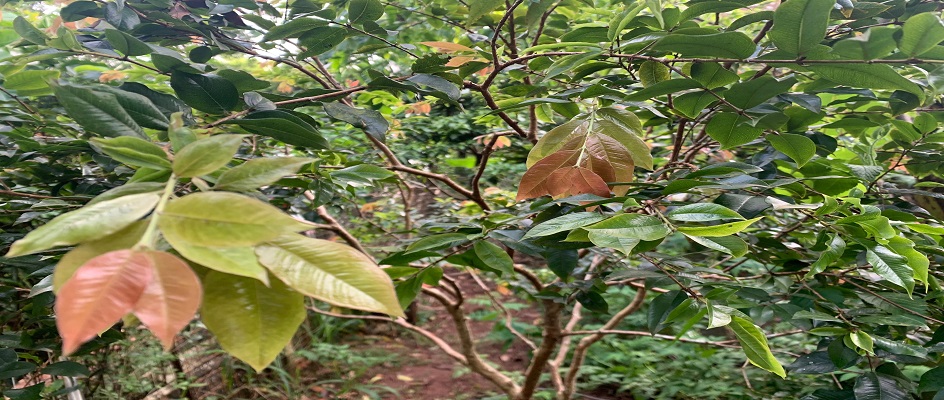 Frutífera Jabuticabeira