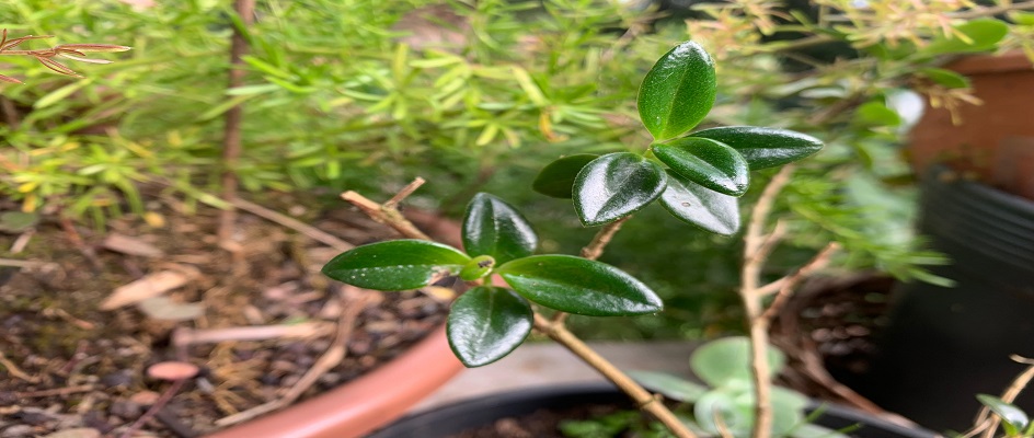 Suculenta columéia peixinho